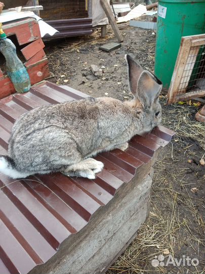 Молодые самцы Фландер