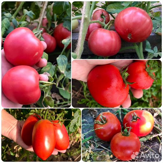 Семена советских сортов помидор