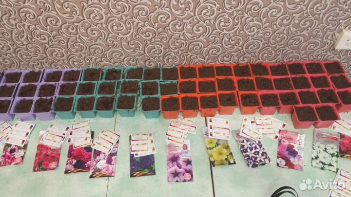 Продам петунью