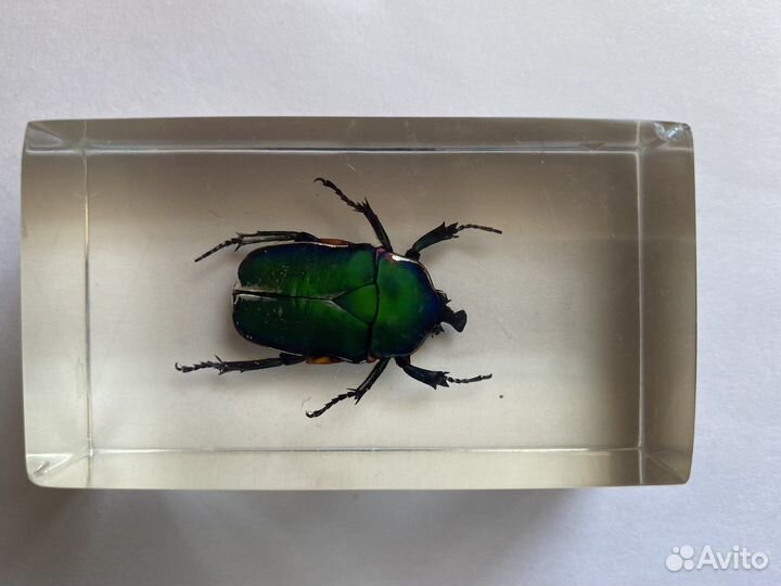 Бронзовка, скорпион. Настоящие насекомые