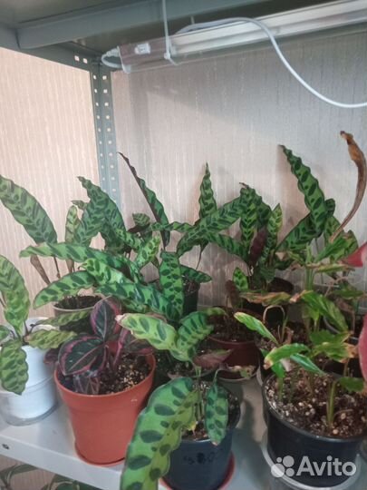 Лансифолия, фиалка