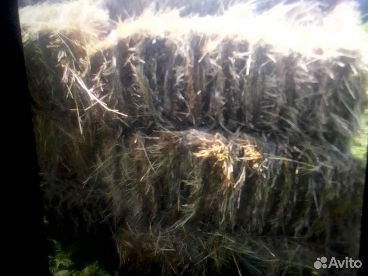 Сено в тюках 2023 разнотравье сухое