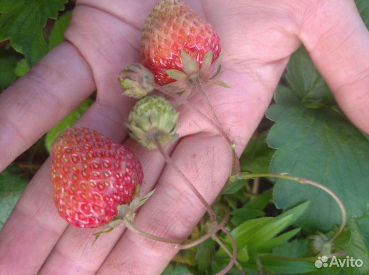 Рассада ремонтантной клубники