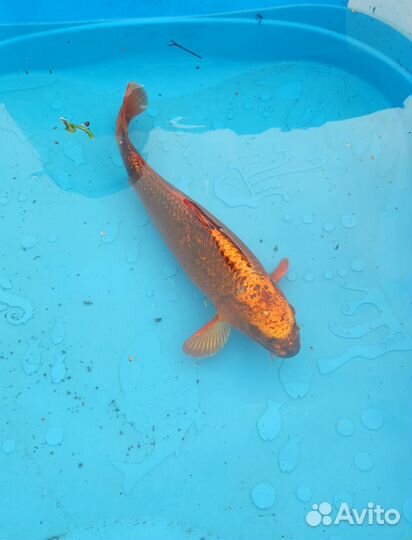 Карп кои 40см