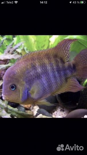 Цихлазома Седжика