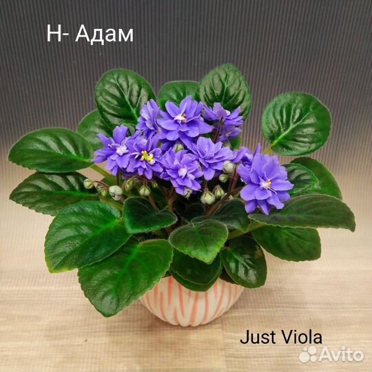 Детки сортовых фиалок