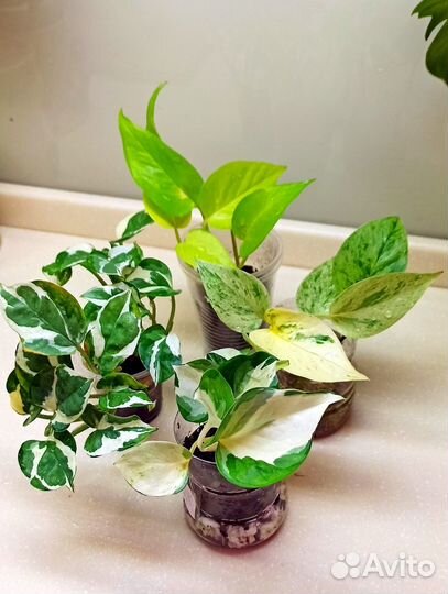 Эпипремнумы