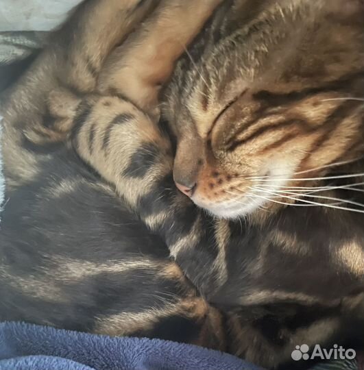 Бенгальский кот