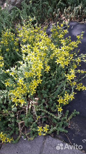 Почвопокровные многолетники,очиток