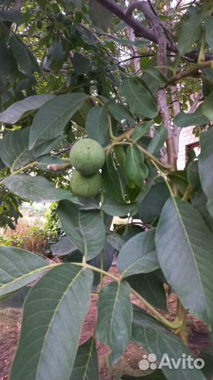 Грецкий орех саженцы