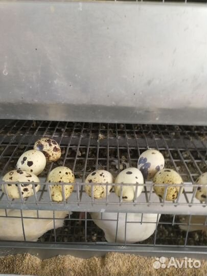 Яйцо перепелинное столовое и инкубационное