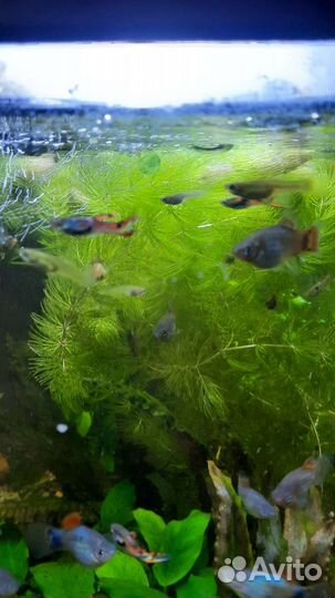 Пицилия, гуппи эндлера