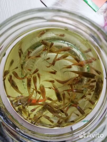 Аквариумные рыбки гуппи