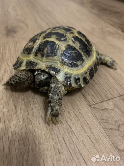 Черепаха сухопутная