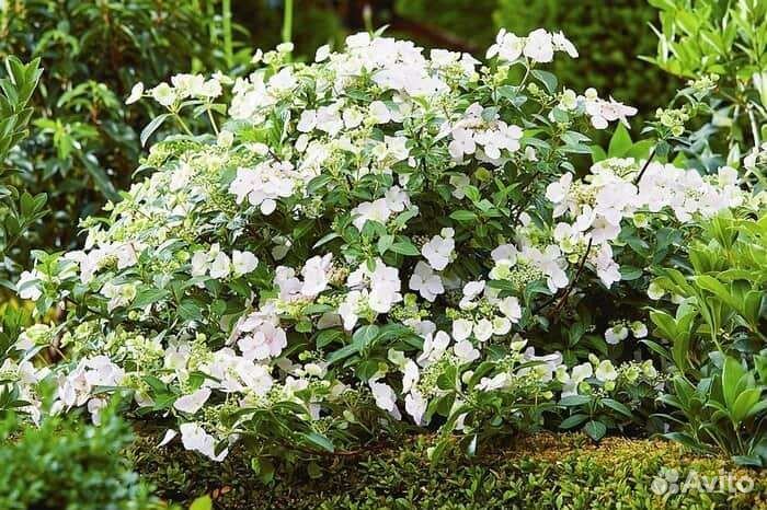 Гортензии Сбежавшая невеста и Френч болеро