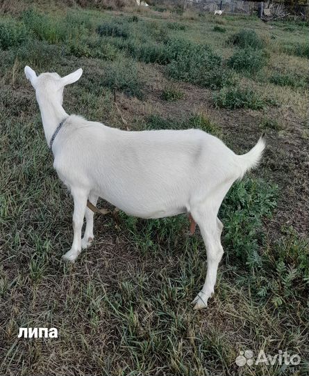 Семья коз