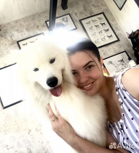 Экспресс линька, стрижка, собак и кошек