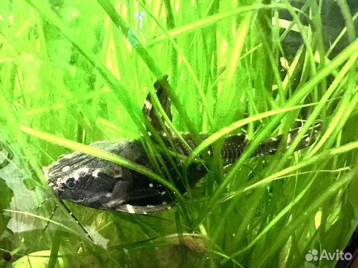 Готовый аквариум в сборе