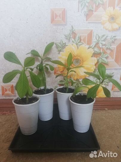 Молочай Синадениум