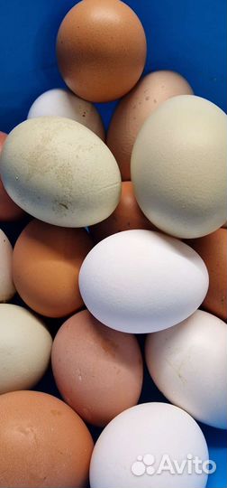 Домашние куриные и гусиные яйца