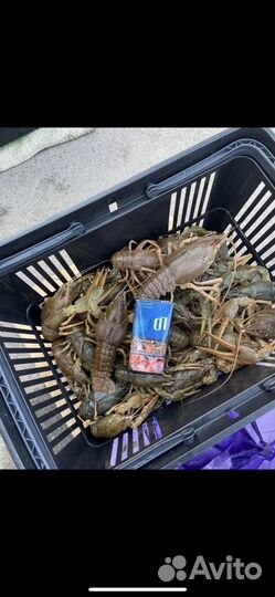 Живые раки Оптом