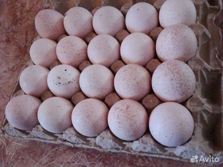 Индюшиное яйцо