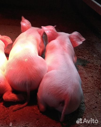 Поросята Ландрасы