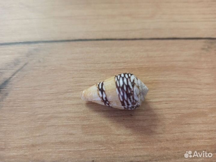 Морская раковина