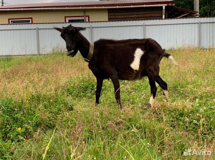 Коза и козлята
