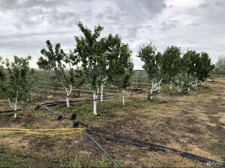 Участок 5 га (ИЖС)