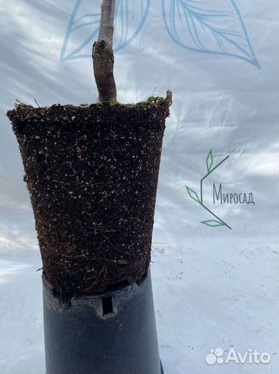 Черевишня саженцы с доставкой