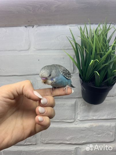Ручные птенцы волнистого попугая
