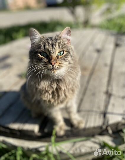 Кот молодой ласковый в добрые руки