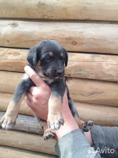 Немецкая овчарка