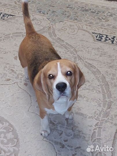 Бигль вязка