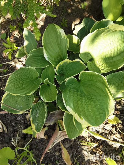 Рассада многолетних цветов, Хоста, пионов, монарда