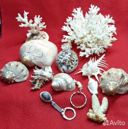Морские ракушки и кораллы