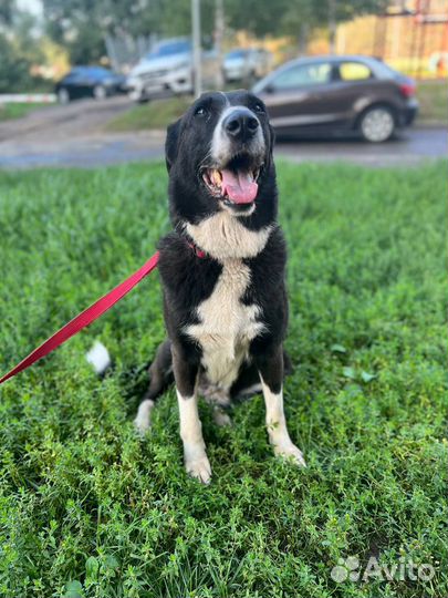 Собака Луна