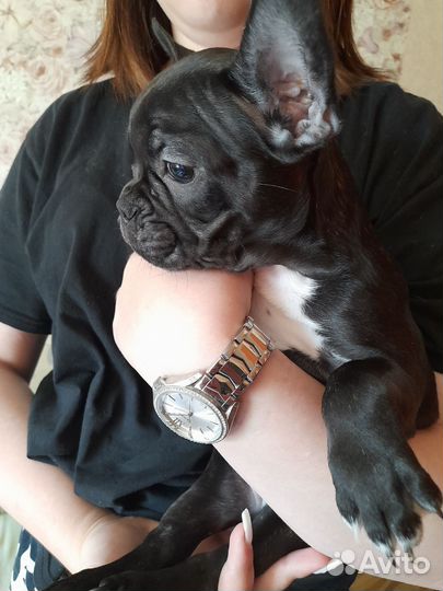 Французский бульдог щенки девочка