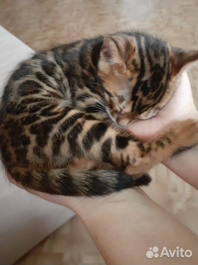 Бенгальские котята