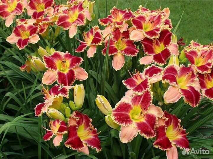 Набор лилейников. Распродаю излишки из своего сада