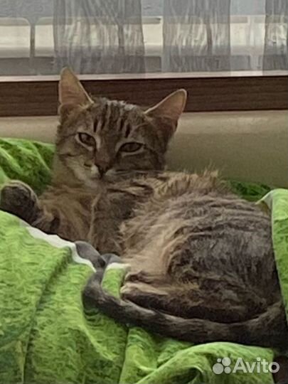 Котенок подросток