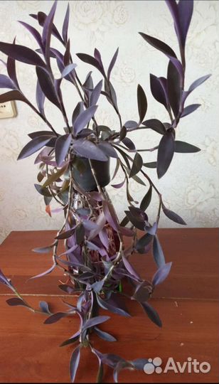 Традесканция