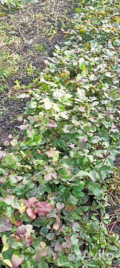 Сеянцы декоративных растений