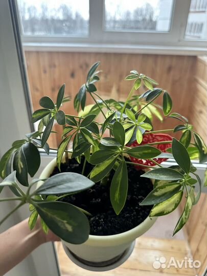 Шефлера вариегатная