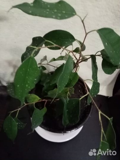 Комнатные цветы