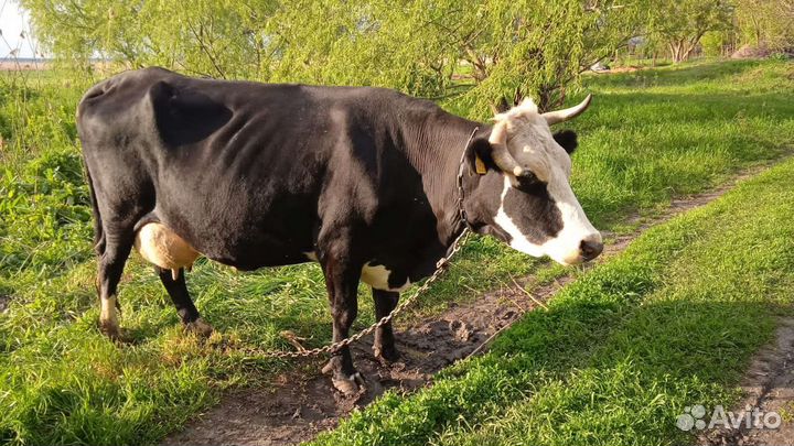 Корова стельная