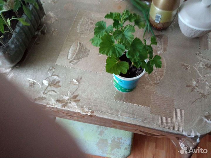 Герань королевская