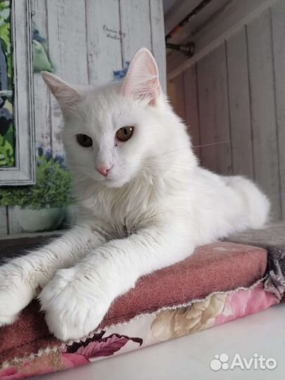 Котенок - Турецкая ангора