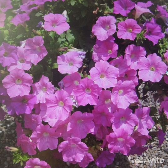 Семена профи петунии Вейв Пинк, Кармин Велюр и др